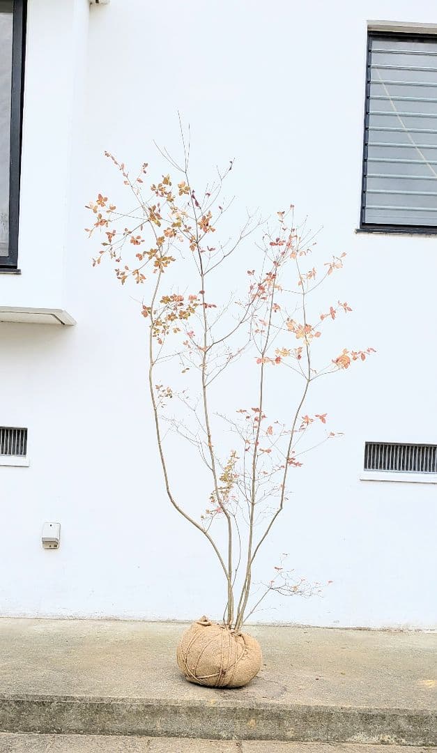 新春特価！。山採りドウダンツツジ。