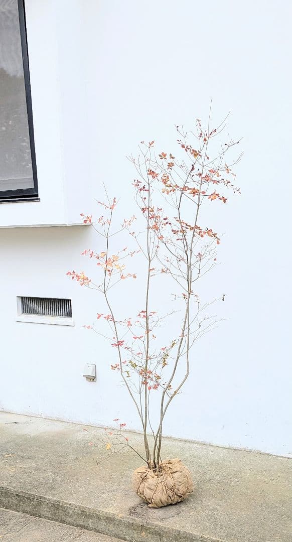 新春特価！。山採りドウダンツツジ。