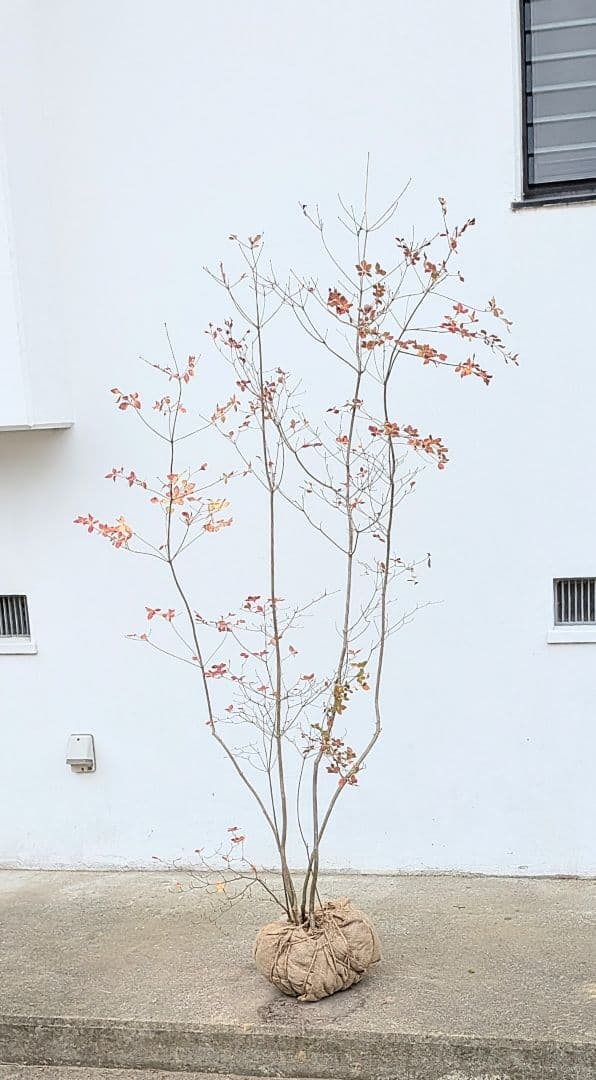 新春特価！。山採りドウダンツツジ。