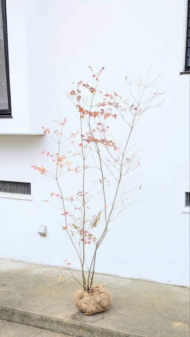 新春特価！。山採りドウダンツツジ。