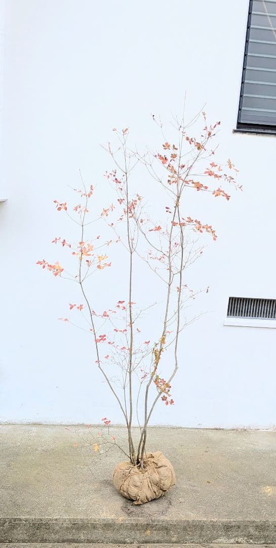 新春特価！。山採りドウダンツツジ。