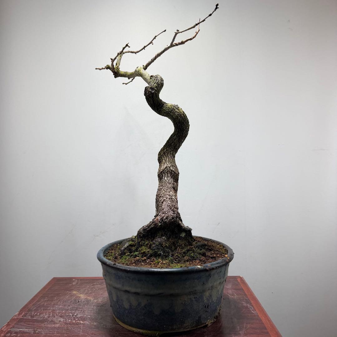 【ガチ盆栽】山柿　激古　曲幹　実あった
