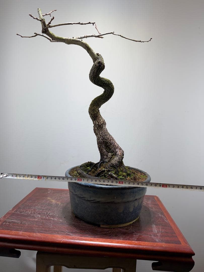 【ガチ盆栽】山柿　激古　曲幹　実あった