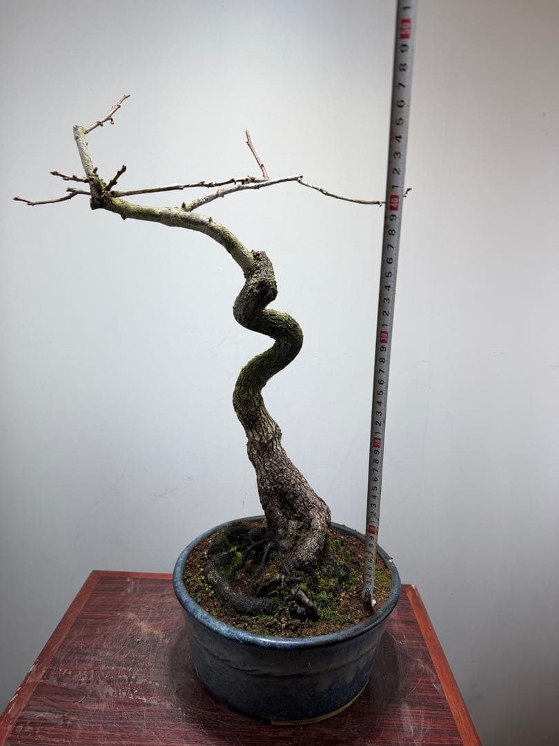 【ガチ盆栽】山柿　激古　曲幹　実あった