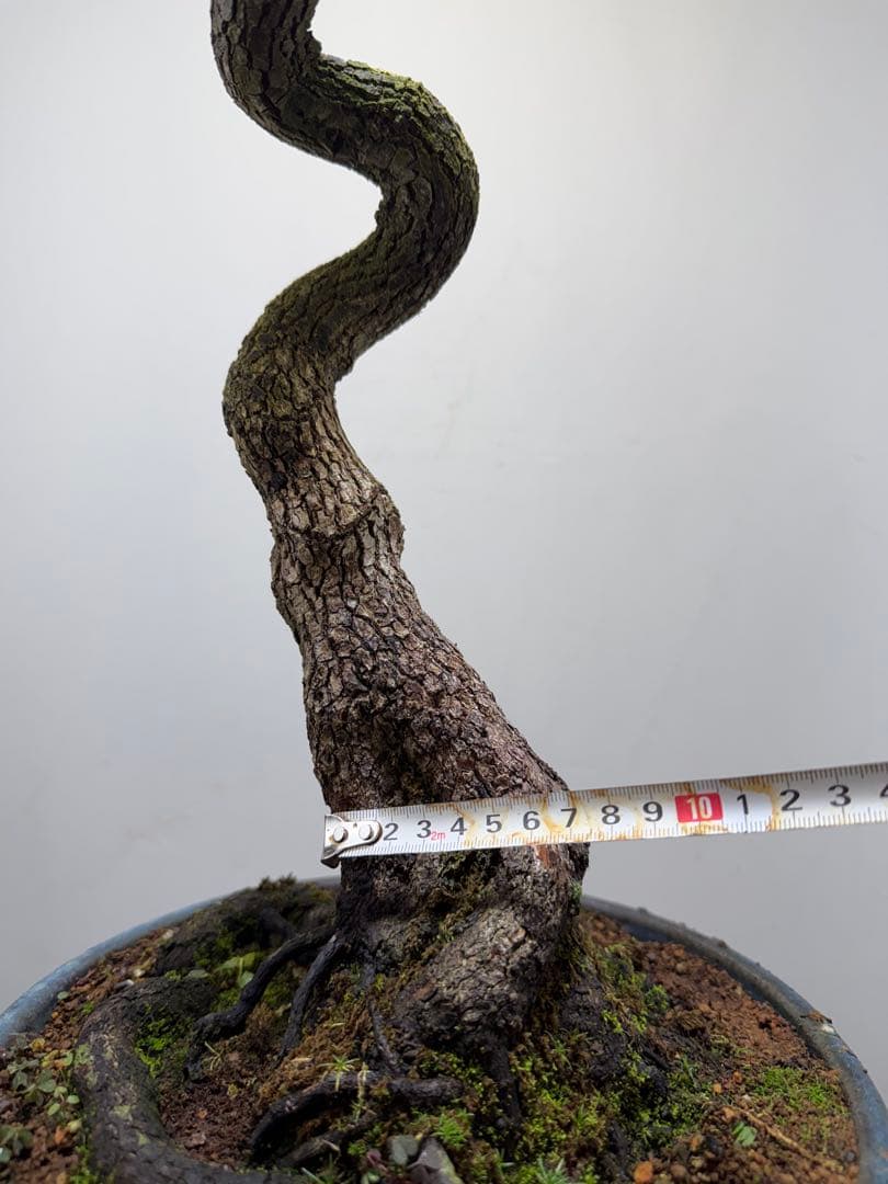 【ガチ盆栽】山柿　激古　曲幹　実あった