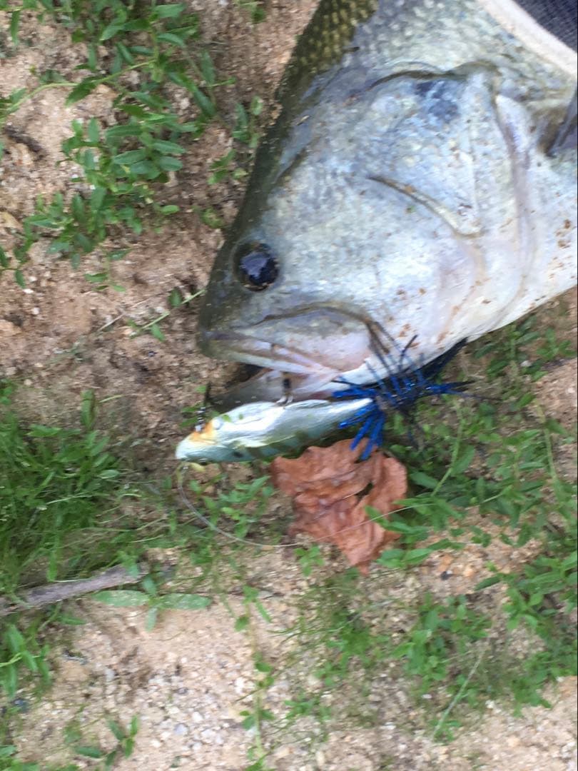 ギル型ルアー リトルゾーイ ギルロイドミニー ビックベイト ブラック