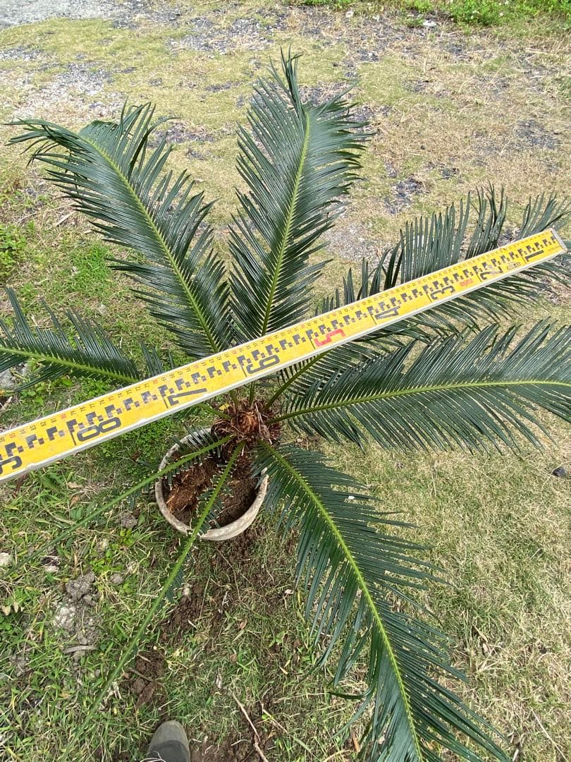 ⭐️【子株びっしり‼︎美しい大型ソテツ】⭐️存在感たっぷり　蘇轍　ソテツ　子株つき