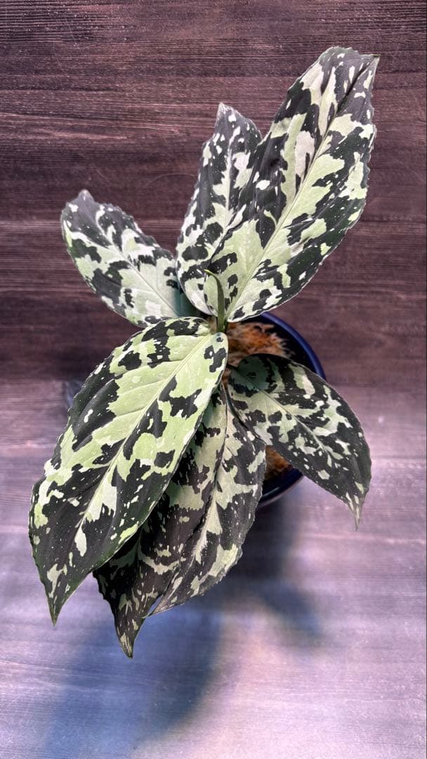 アグラオネマ ピクタム(MB-2022/AJML/NXG01) 小