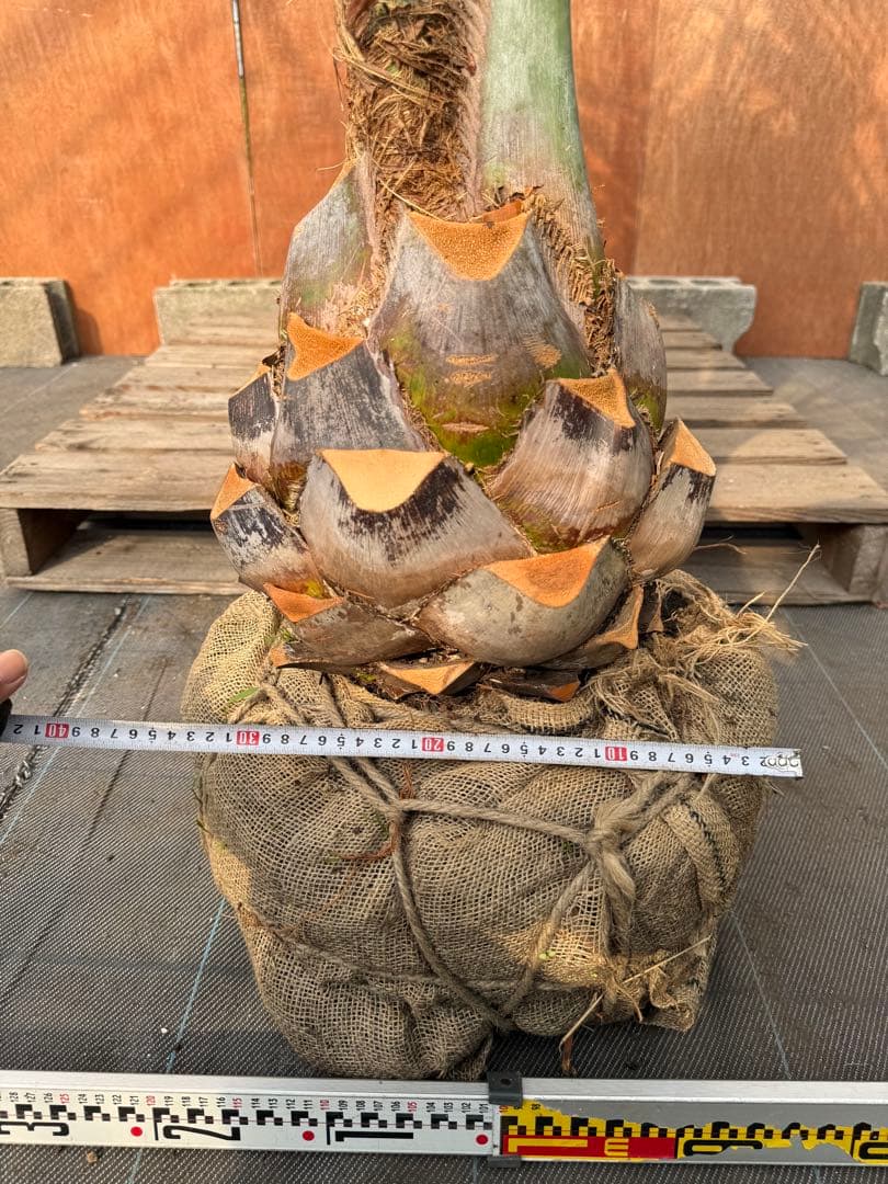 ココスヤシ【超シルバーリーフ】葉先200cm幹回り90cm 幹高30cm