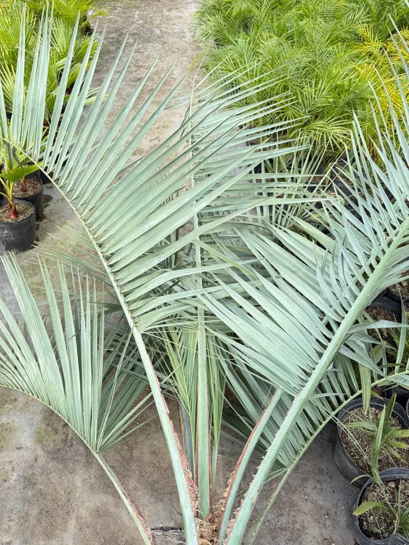 ココスヤシ【超シルバーリーフ】葉先200cm幹回り90cm 幹高30cm