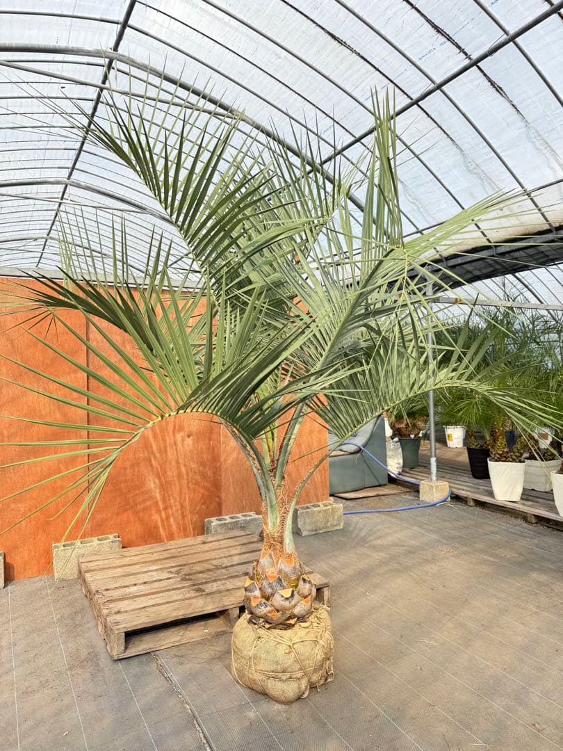 ココスヤシ【超シルバーリーフ】葉先200cm幹回り90cm 幹高30cm