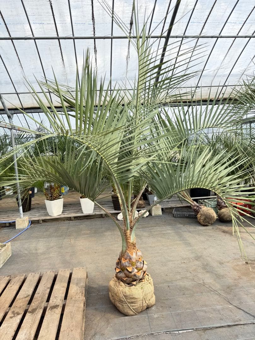 ココスヤシ【超シルバーリーフ】葉先200cm幹回り90cm 幹高30cm