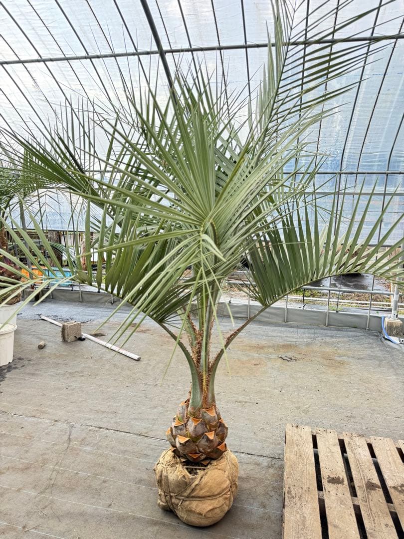 ココスヤシ【超シルバーリーフ】葉先200cm幹回り90cm 幹高30cm