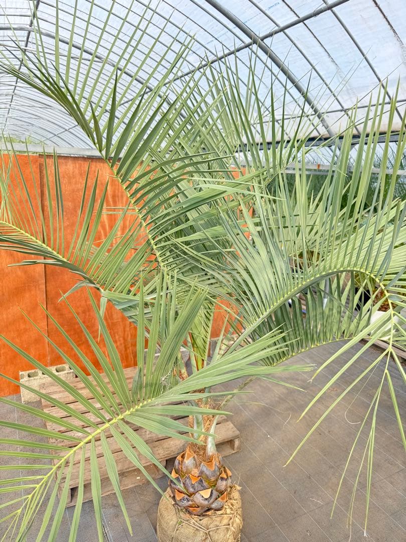 ココスヤシ【超シルバーリーフ】葉先200cm幹回り90cm 幹高30cm