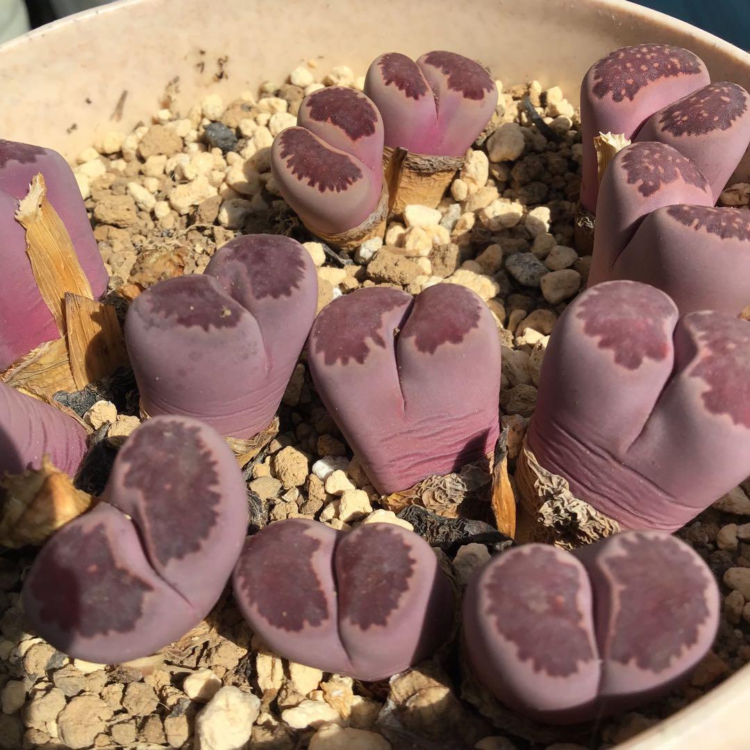 リトープス　種子リスト(注文可能) ①