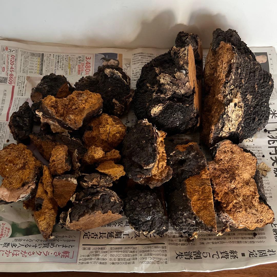 【虎ます】【再値下げ】北海道 道北産 天然カバノアナタケ　2.8kg