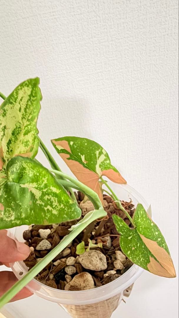 レア)シンゴニウム・コンフェッティ・トリカラー&レッドスポット トリ