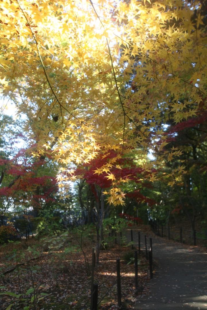 【訳あり】Canon EF 20-35mm F2.8 L ズームレンズ