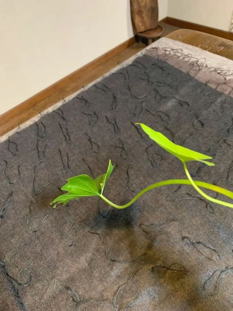 ISSEY MIYAKE PERMANENTE 大判ストール　緑 かなりの美品