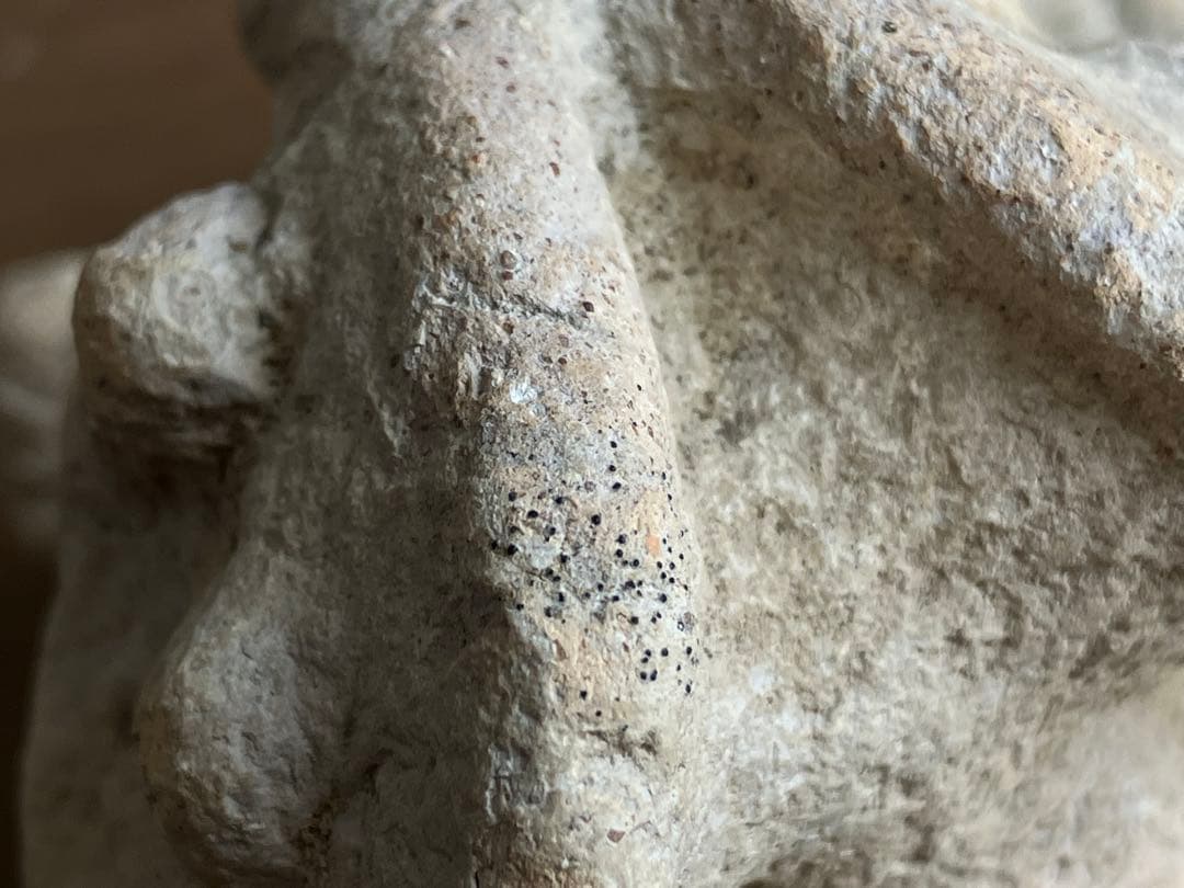 【美しい、、古代中国の羊像 新石器時代後期頃 前3000～2000年】骨董発掘