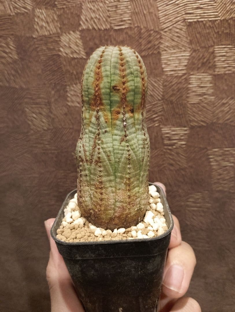 特選 ユーフォルビア オベサ 錆オールド