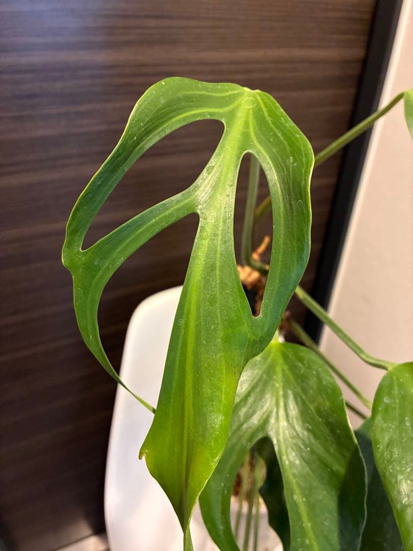 モンステラ バールマルクス 親株