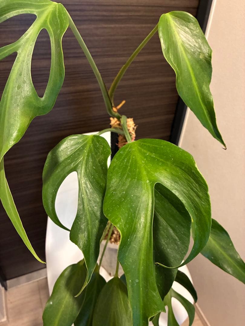 モンステラ バールマルクス 親株