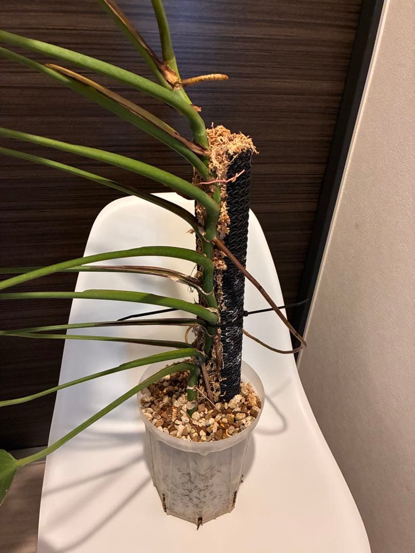 モンステラ バールマルクス 親株