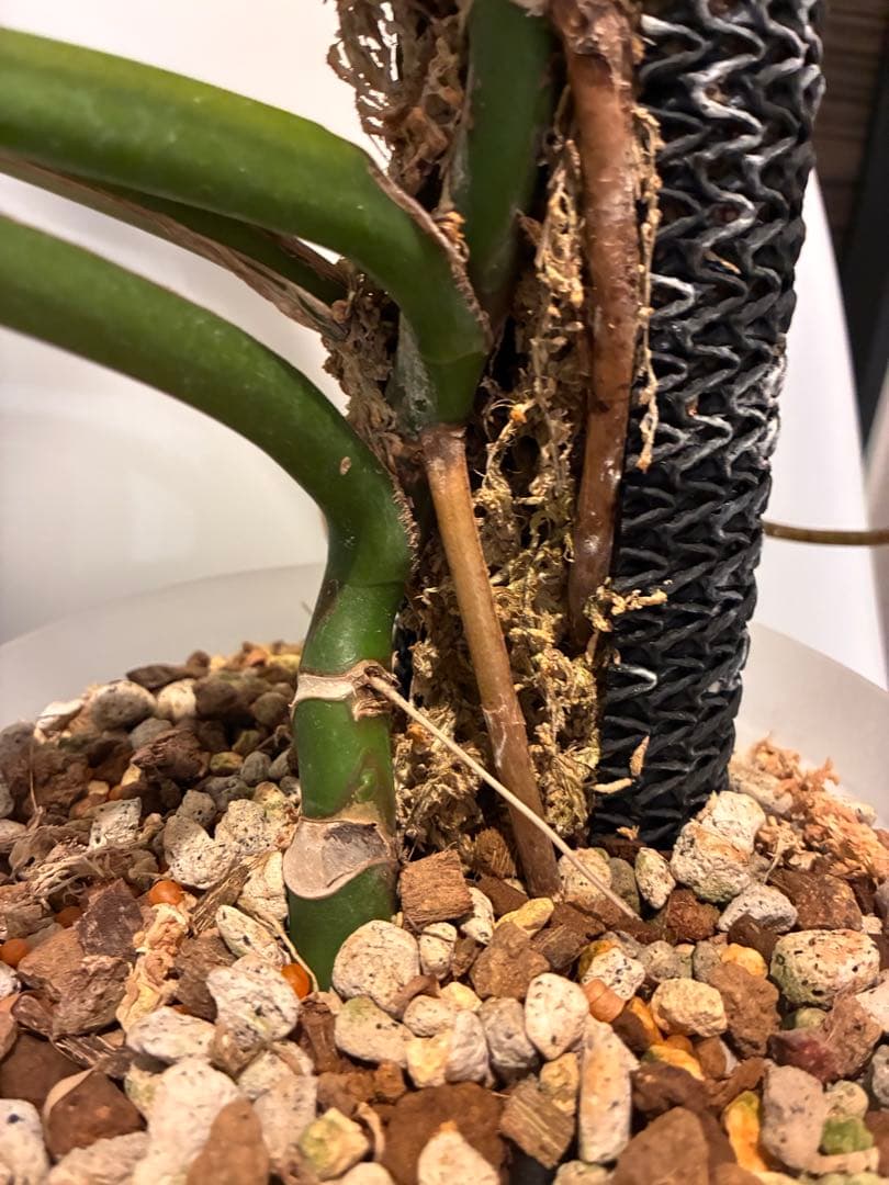 モンステラ バールマルクス 親株