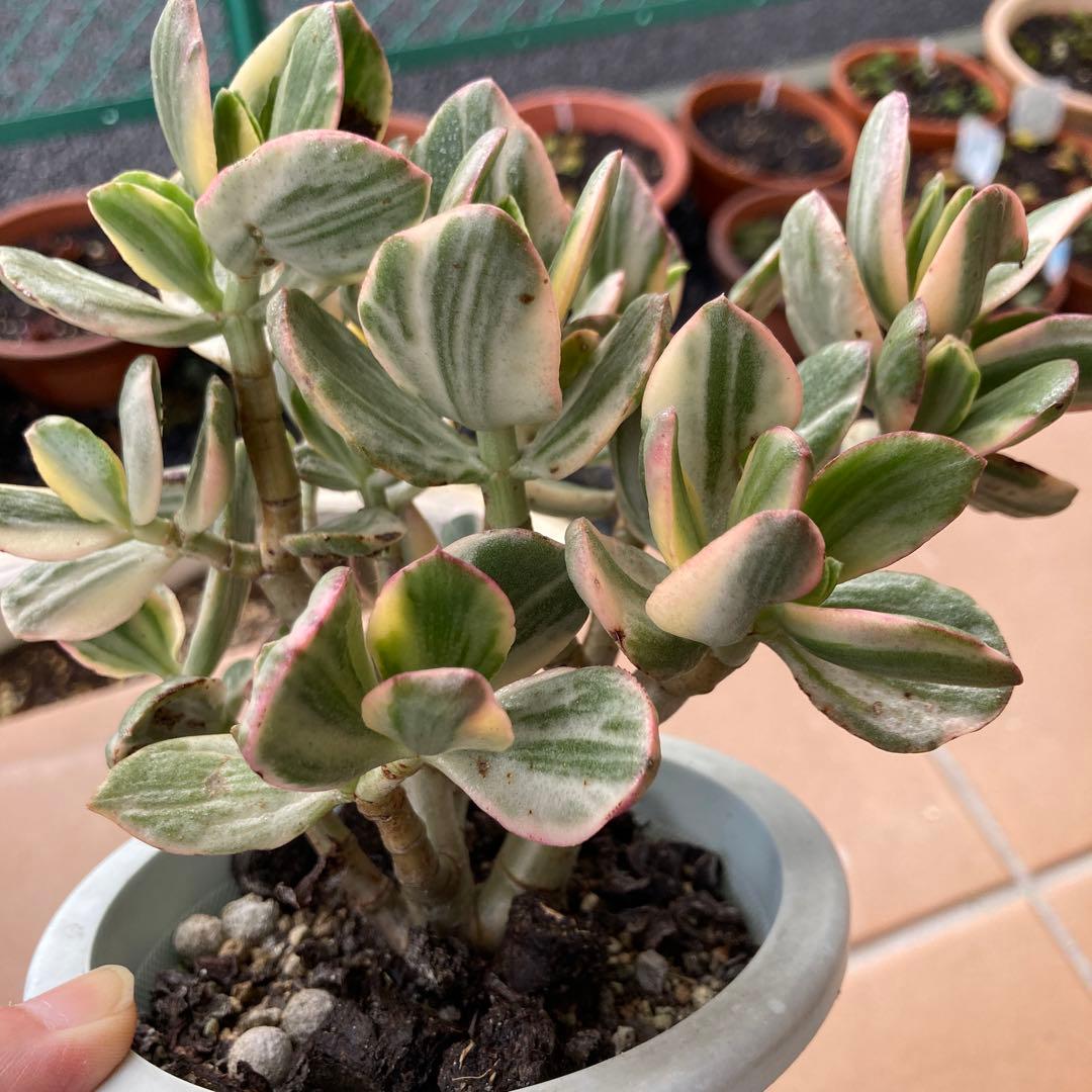 まこ様専用 多肉植物 金のなる木 斑入り 抜き苗 - メルカリ