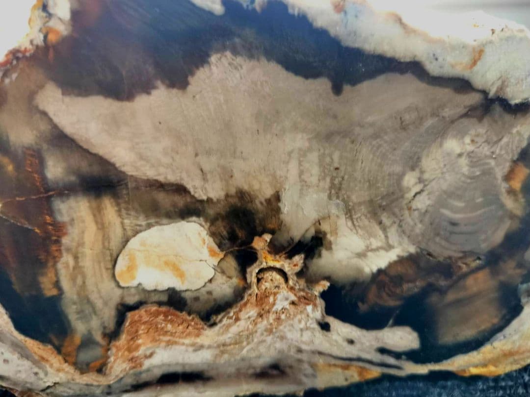 1472g 超レア 木化石！ 珪化木 原木 置物