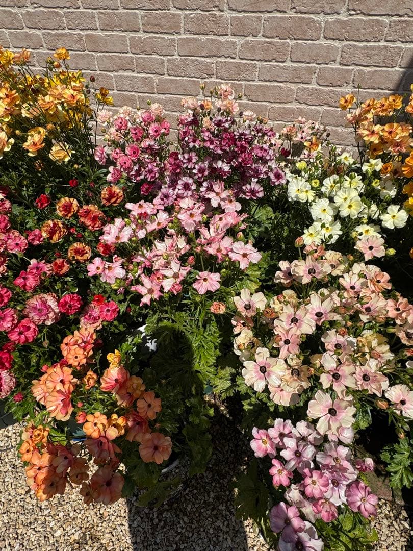 ラナンキュラスラックス 6種