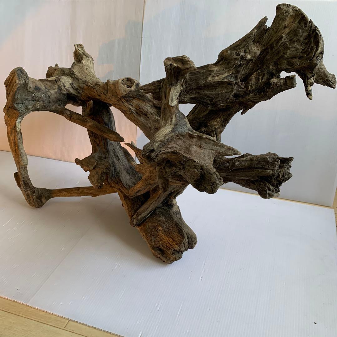 銀*時様 アク抜き済み流木　No.10 超レア型　沈水確認済