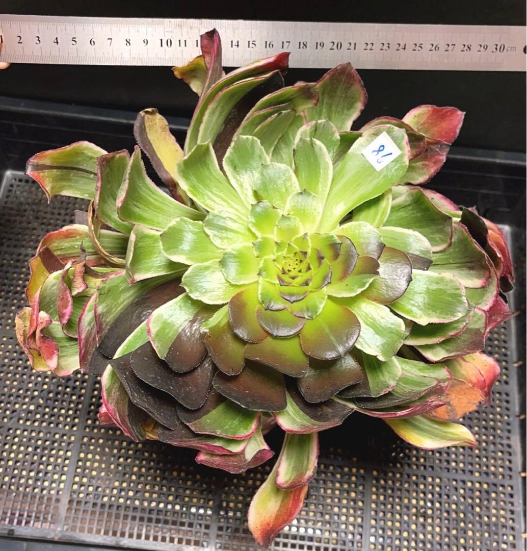 86#多肉植物アエオニウム錦❤️水墨畫变異白黒グリッド錦❤️1頭4子芽29cm拨き苗