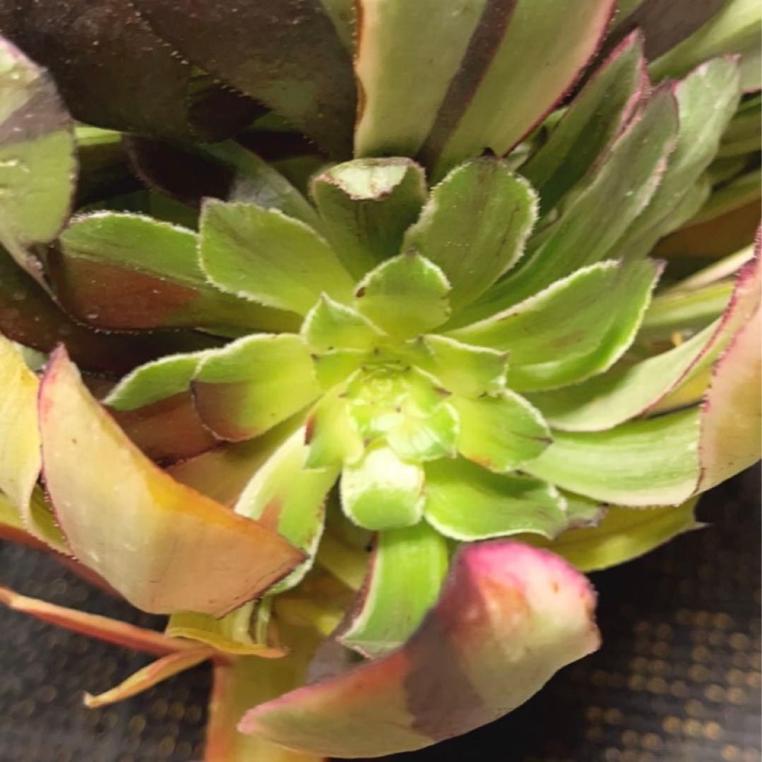 86#多肉植物アエオニウム錦❤️水墨畫变異白黒グリッド錦❤️1頭4子芽29cm拨き苗