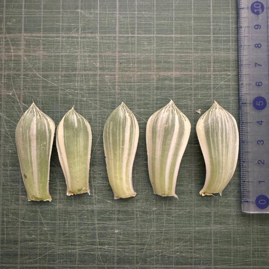 白蛇伝　葉挿し③ ハオルチア