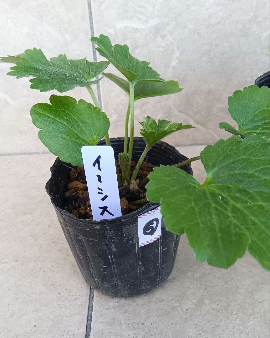 ゴン　ラナンキュラスラックス　3種セット