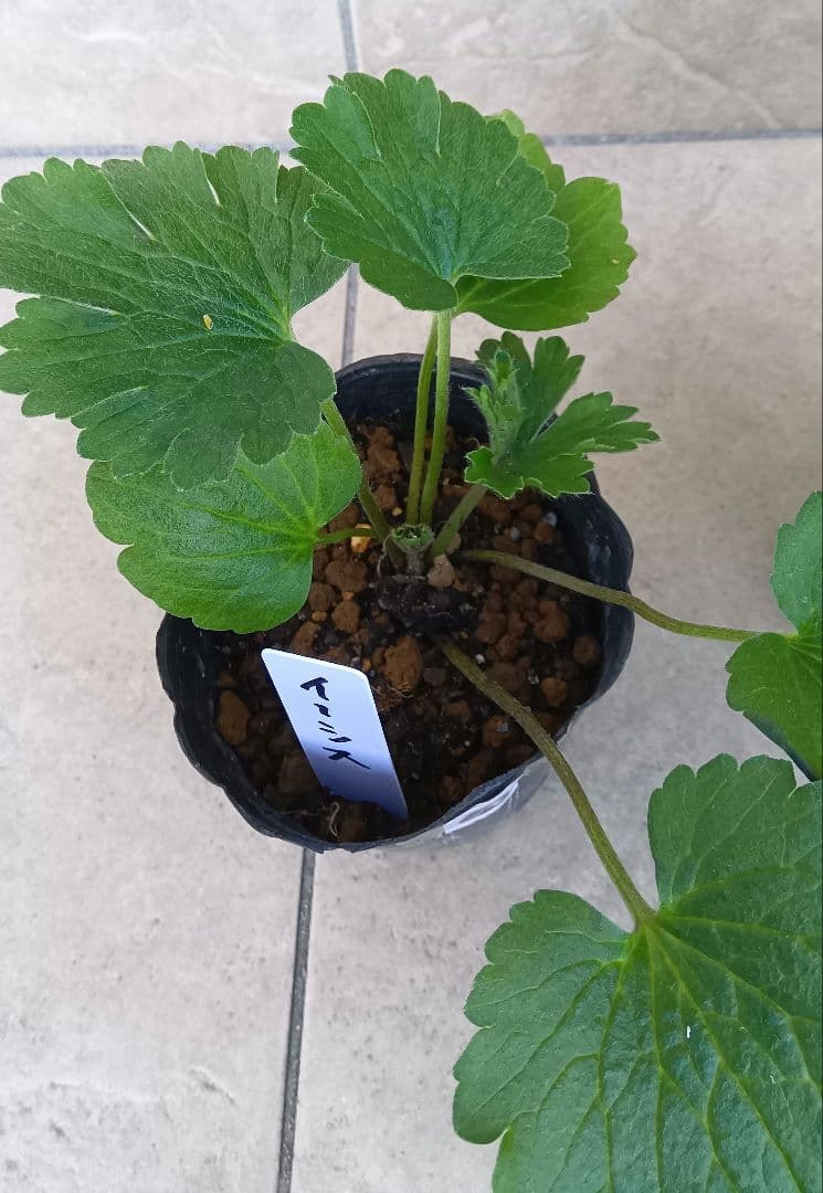 ゴン　ラナンキュラスラックス　3種セット