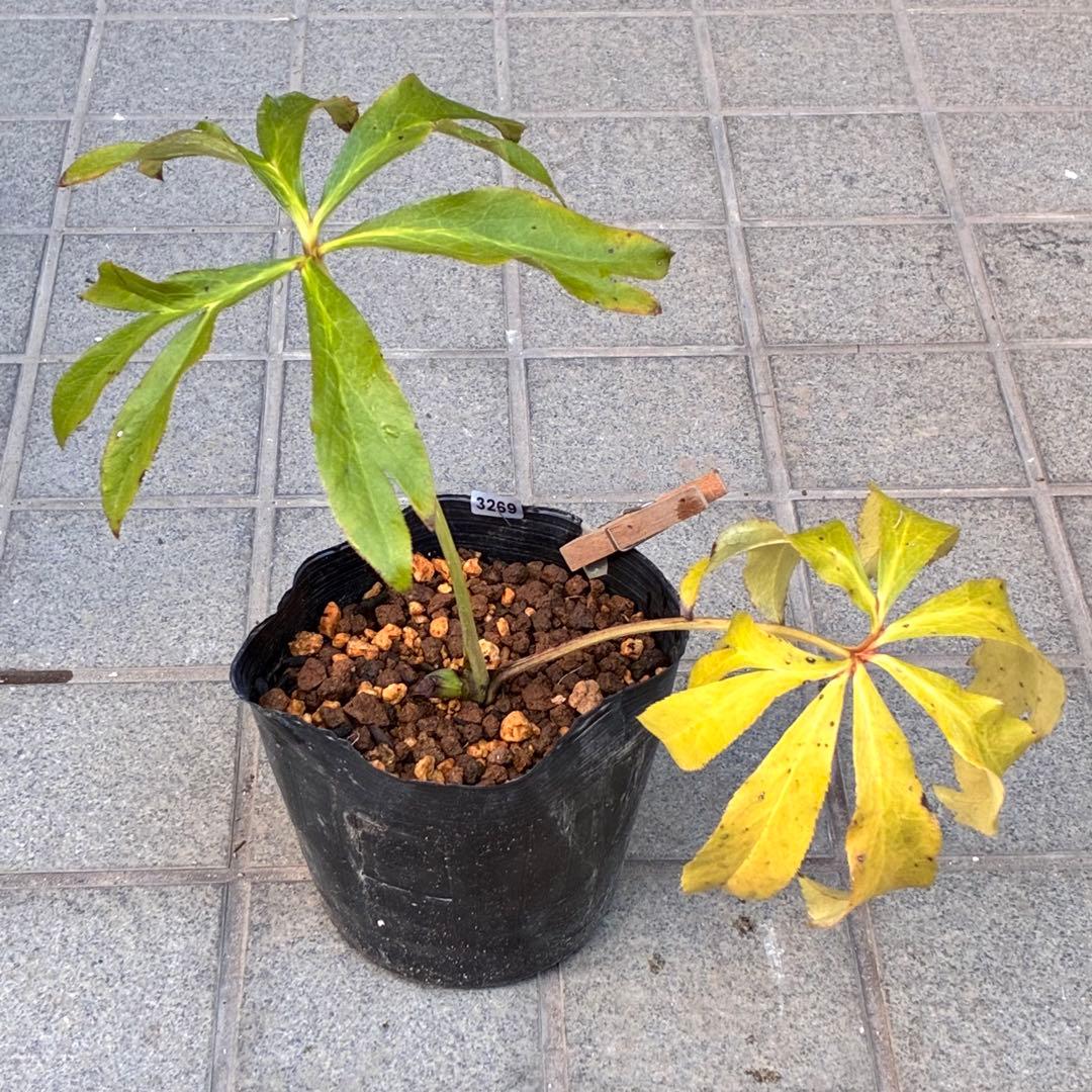 A*️様 ❤️根パンパン❤️沢山新芽元気株❤️3269⭐️真黒⭐️小輪⭐️超多弁