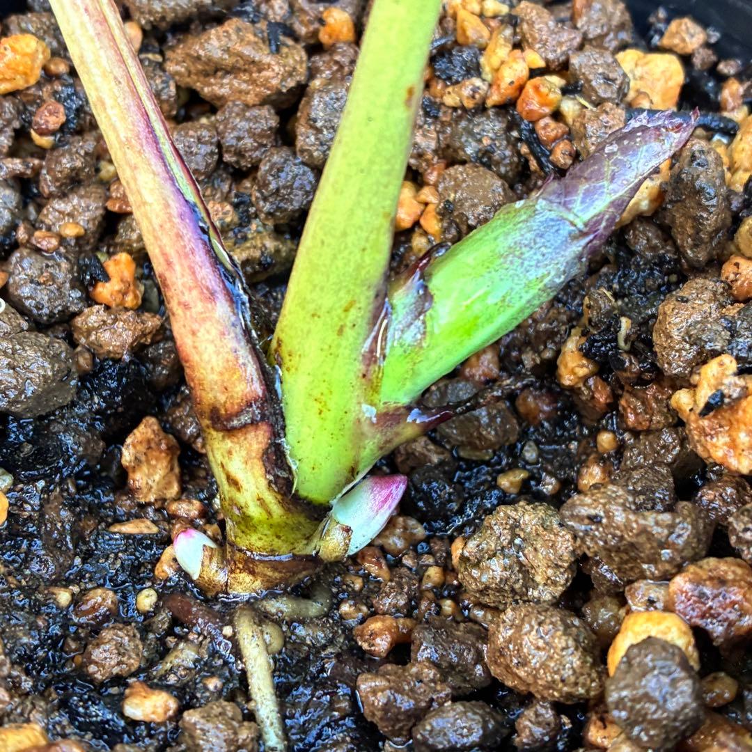 A*️様 ❤️根パンパン❤️沢山新芽元気株❤️3269⭐️真黒⭐️小輪⭐️超多弁