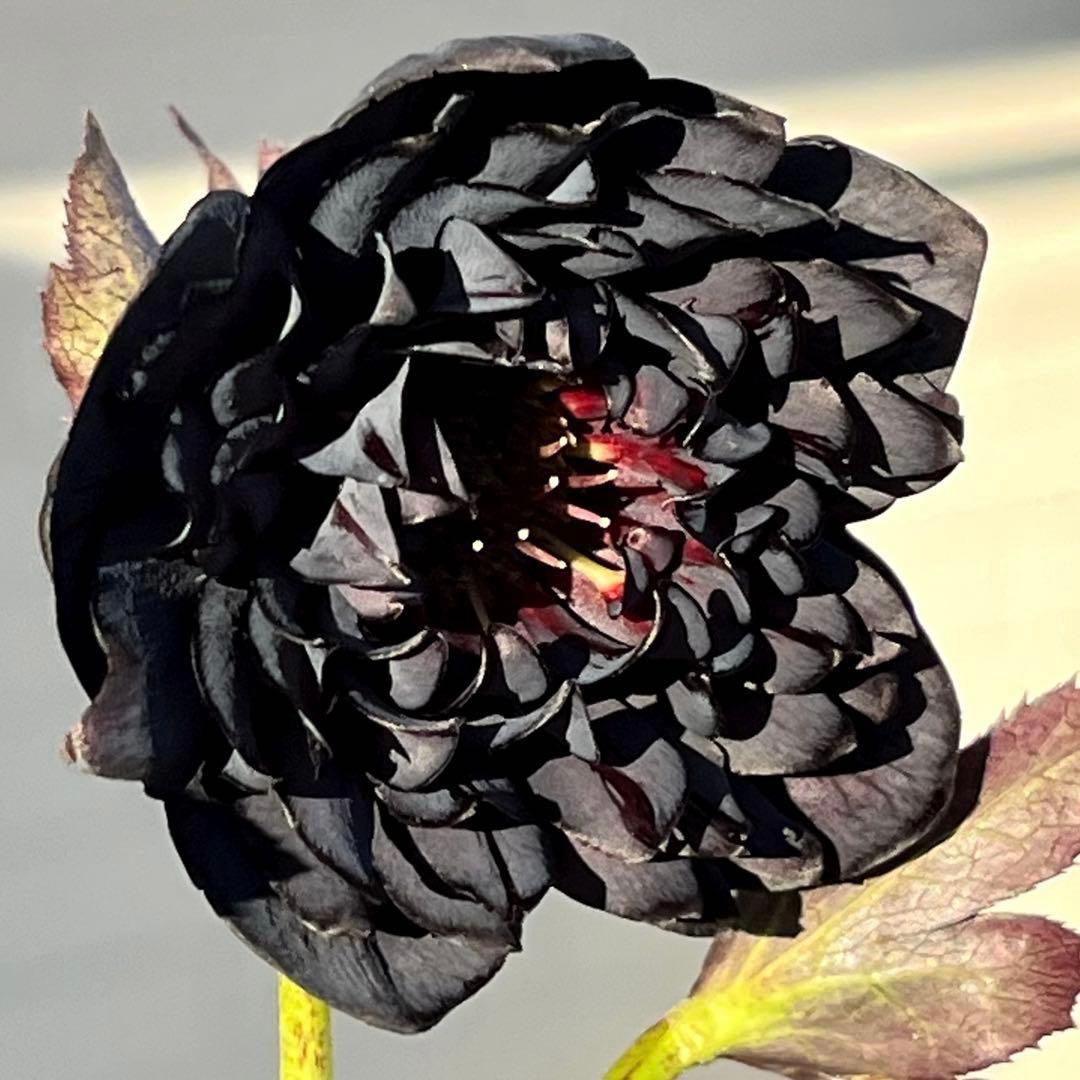 A*️様 ❤️根パンパン❤️沢山新芽元気株❤️3269⭐️真黒⭐️小輪⭐️超多弁