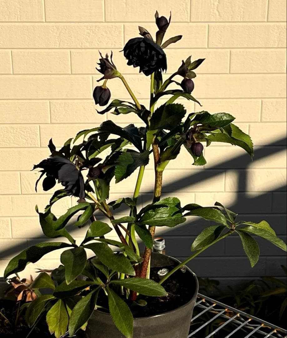 A*️様 ❤️根パンパン❤️沢山新芽元気株❤️3269⭐️真黒⭐️小輪⭐️超多弁