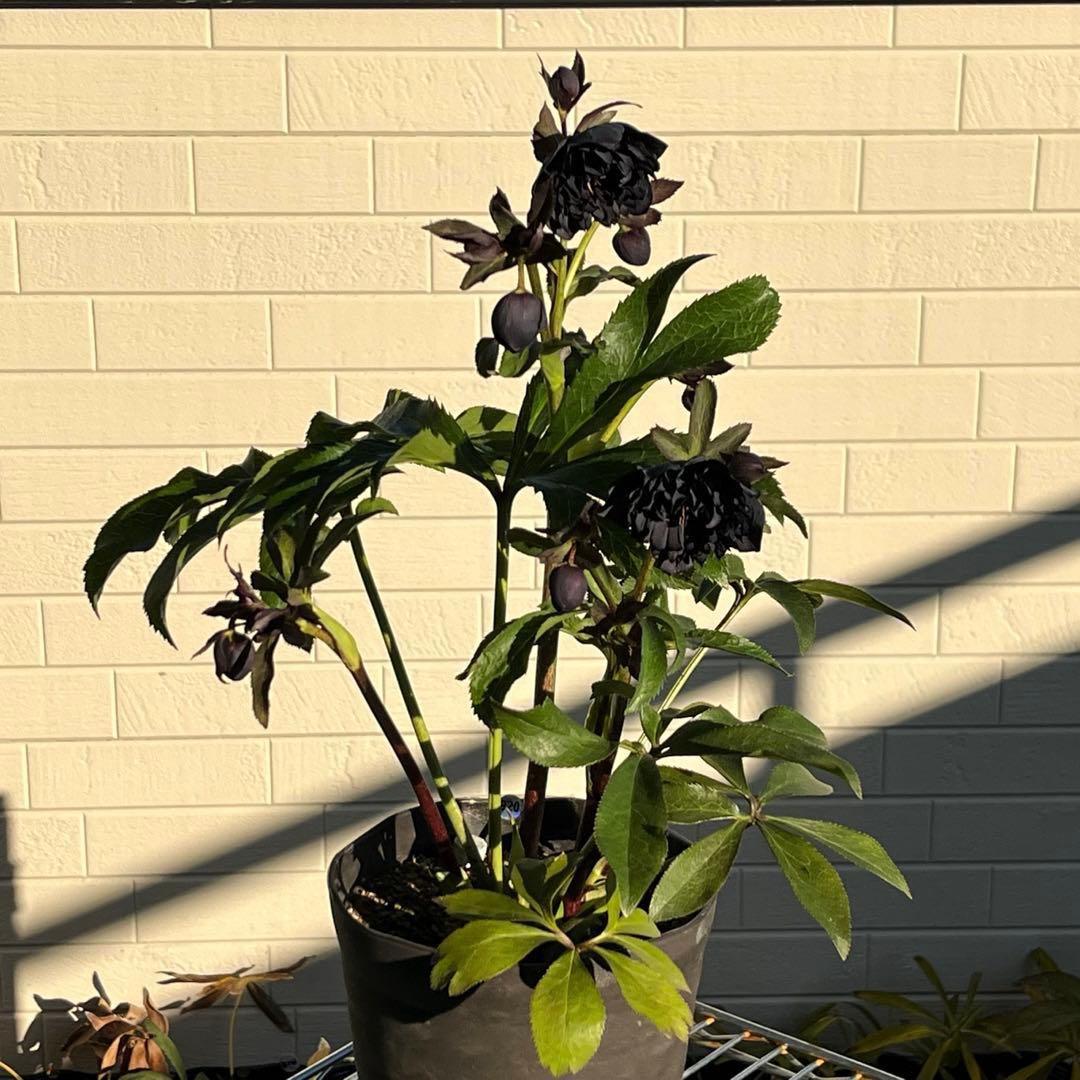 A*️様 ❤️根パンパン❤️沢山新芽元気株❤️3269⭐️真黒⭐️小輪⭐️超多弁