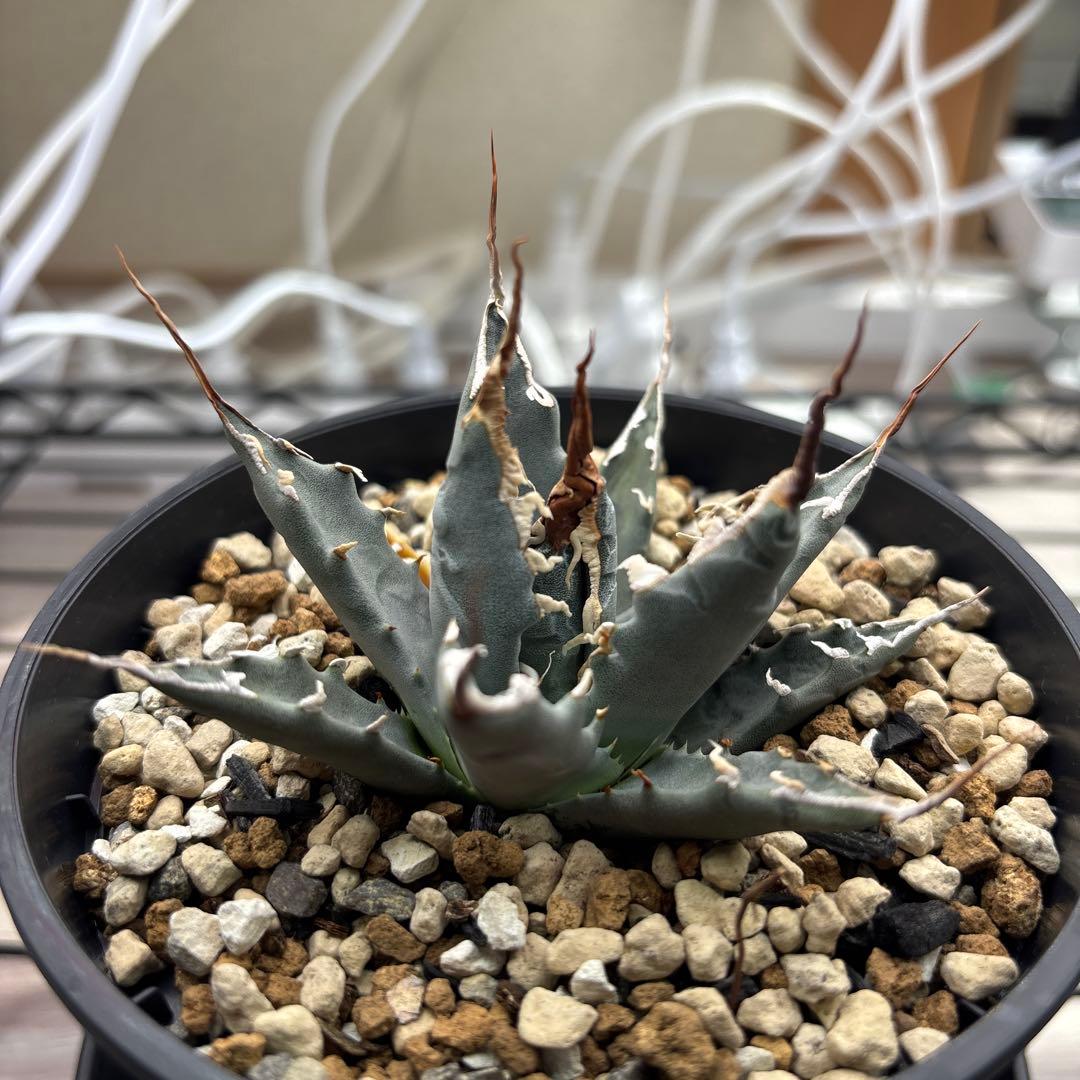 アガベ エボリスピナ 選抜株 陽炎 - メルカリ