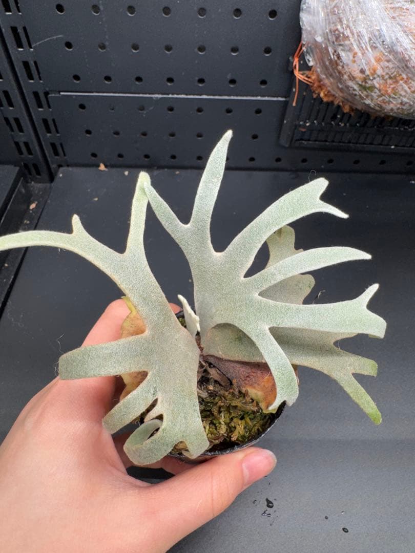 平凡之鹿】YMDS Totoro HHRナーセリータグ付け #078