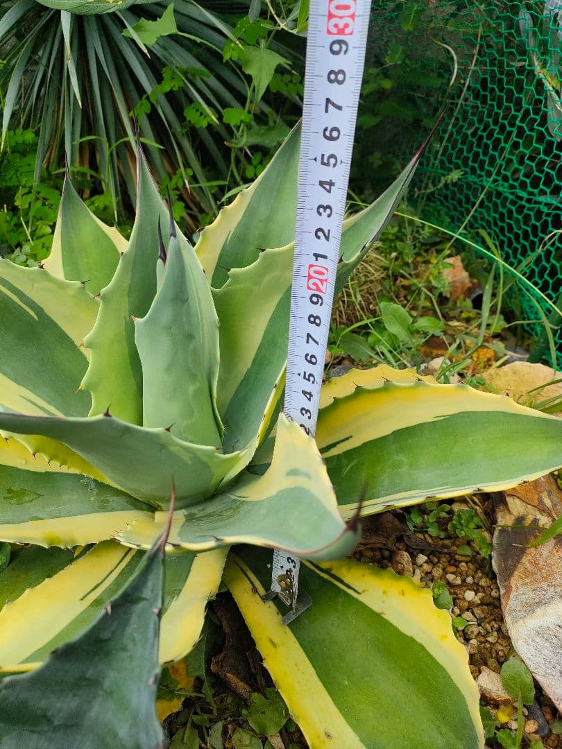 シ*キ様 アガベ オバティフォリアオルカ