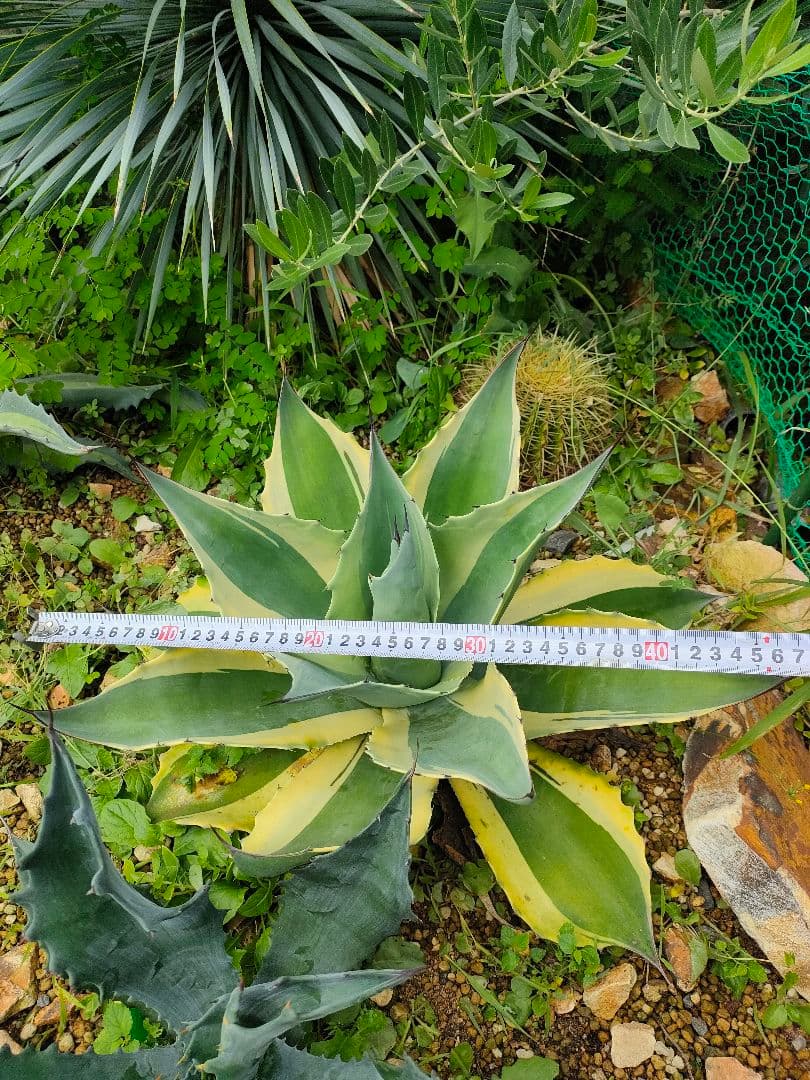 シ*キ様 アガベ オバティフォリアオルカ