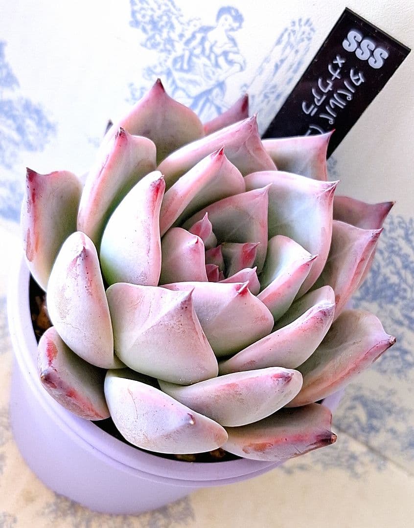 ꕤclara*様 リクエスト 9点 まとめ商品