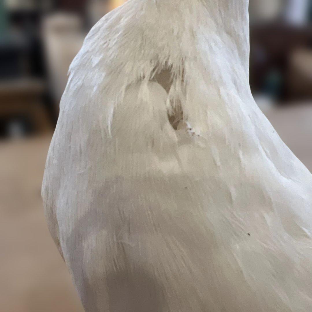 ベルギーアヒルヴィンテージ剥製