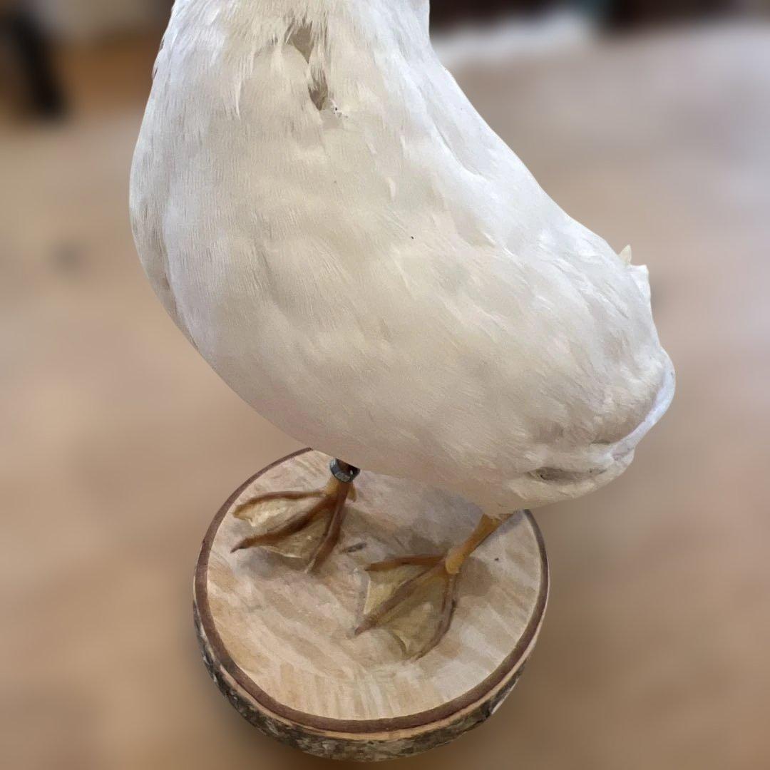 ベルギーアヒルヴィンテージ剥製